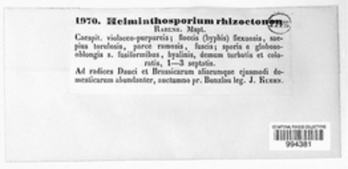 Helminthosporium rhizoctonum image